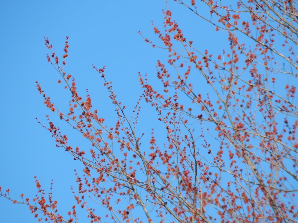 branches high up on a swamp maple tree flowering nature inspired learning