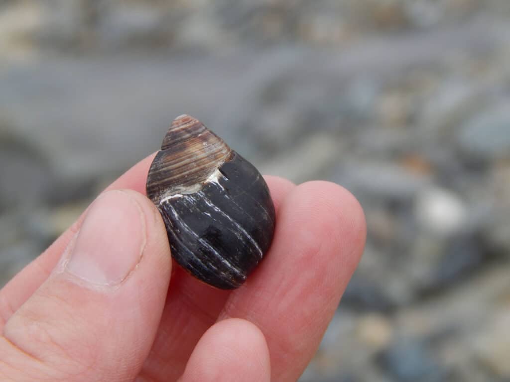 hand holding up a small dark colored shell at the ocean