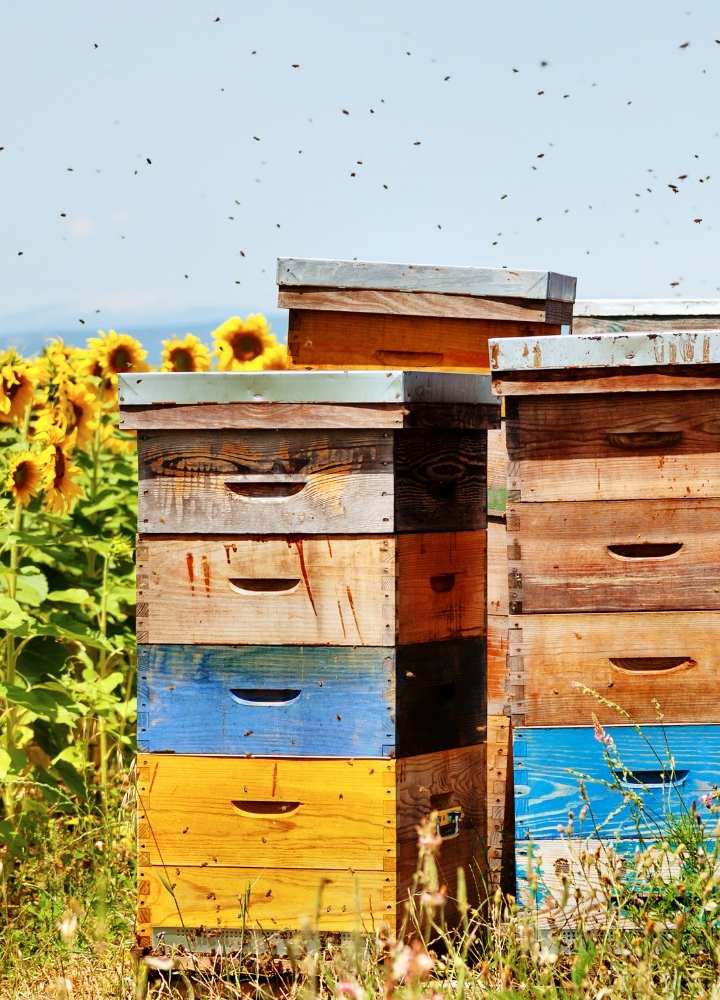 wooden bee hives in a field painted yellow and blue with natural wood next to blooming sunflowers honeybee flying over head