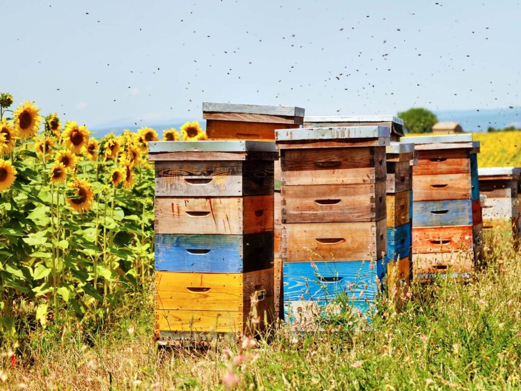 colorful wooden been hives apiaries in a field with a row of blooming sunflowers bees flying above