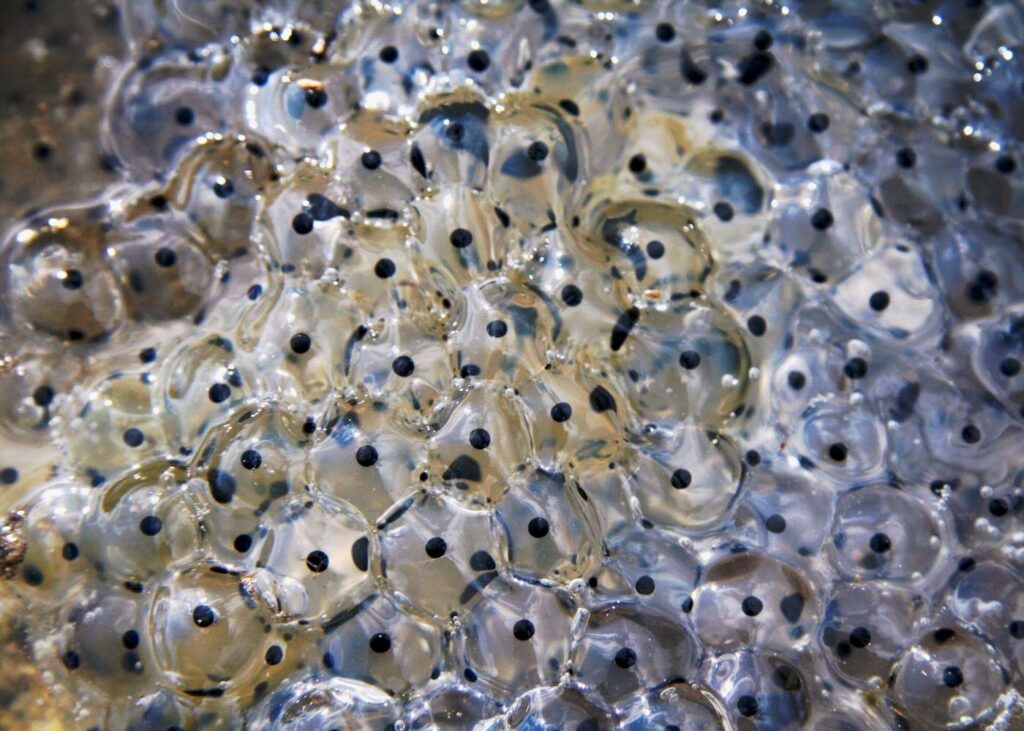 cluster of frog eggs shiny with back centers