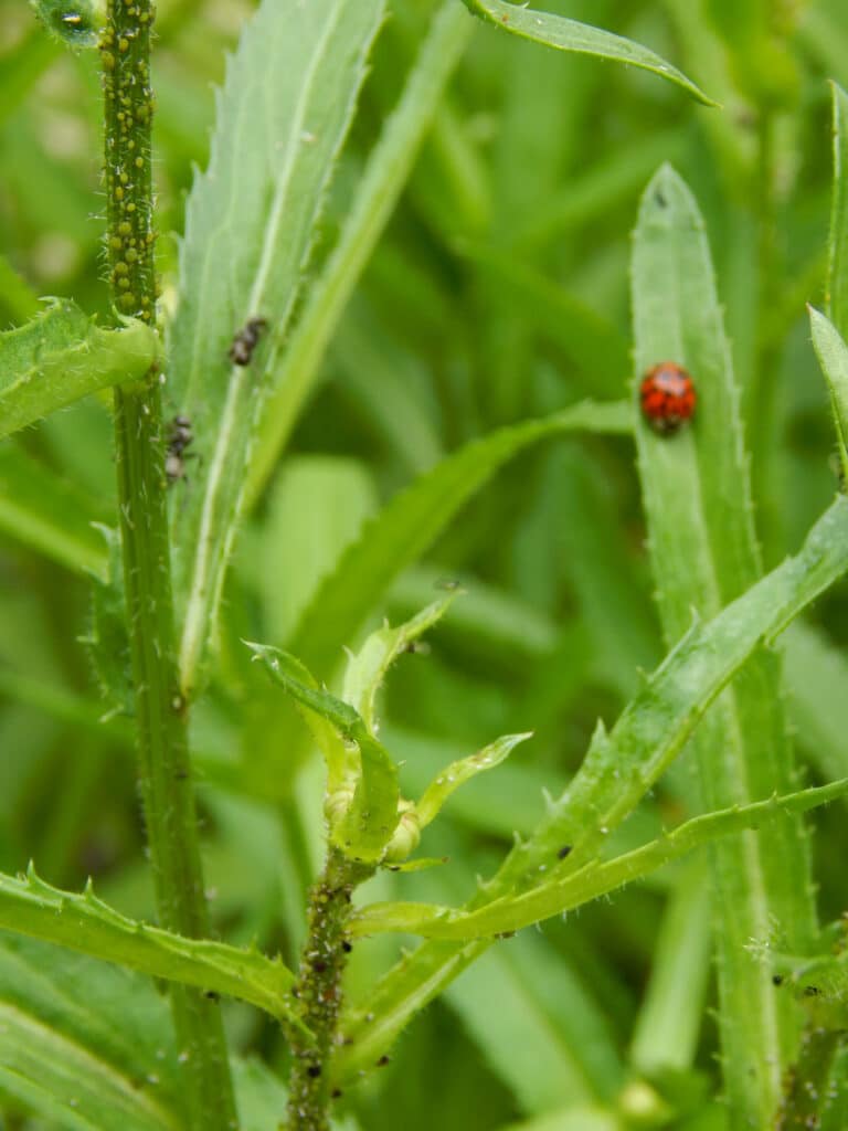 close up of daisy stems and leaves with green aphids, black ants, and one ladybug