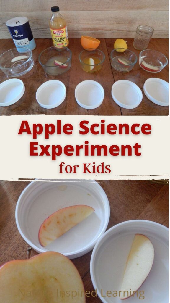 Apple Rotting Experiment Apple Oxidation Science Experiment Free Apple Rotting Experiment Apple Oxidation Science Experiment Free