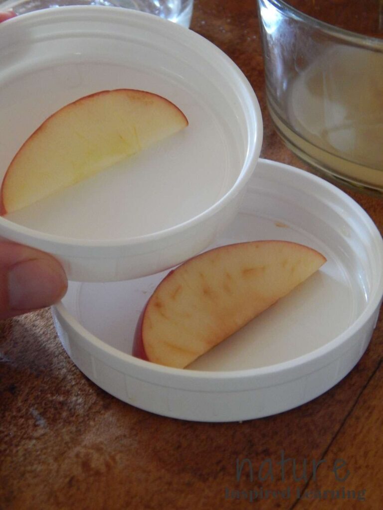 hand holding up a white plastic lid with an apple slice in in another lid with a browning apple slice below glass dish to the side with apple cider vinegar
