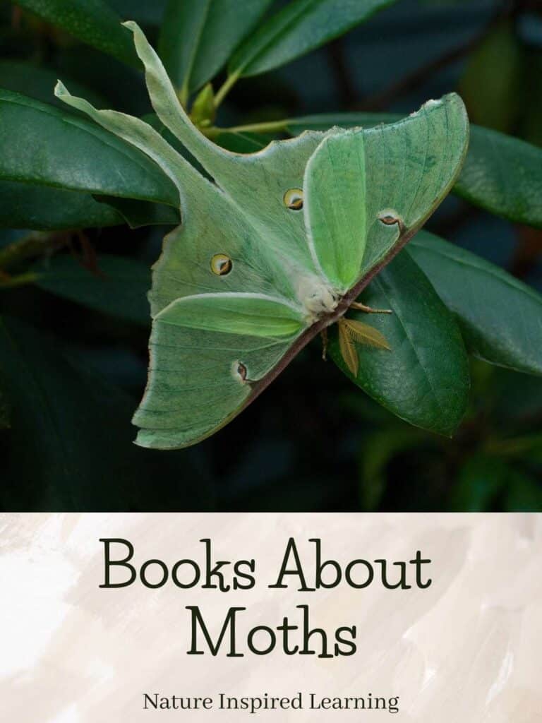 Luna moth on a rhododendron leaf text books about moths nature inspired learning