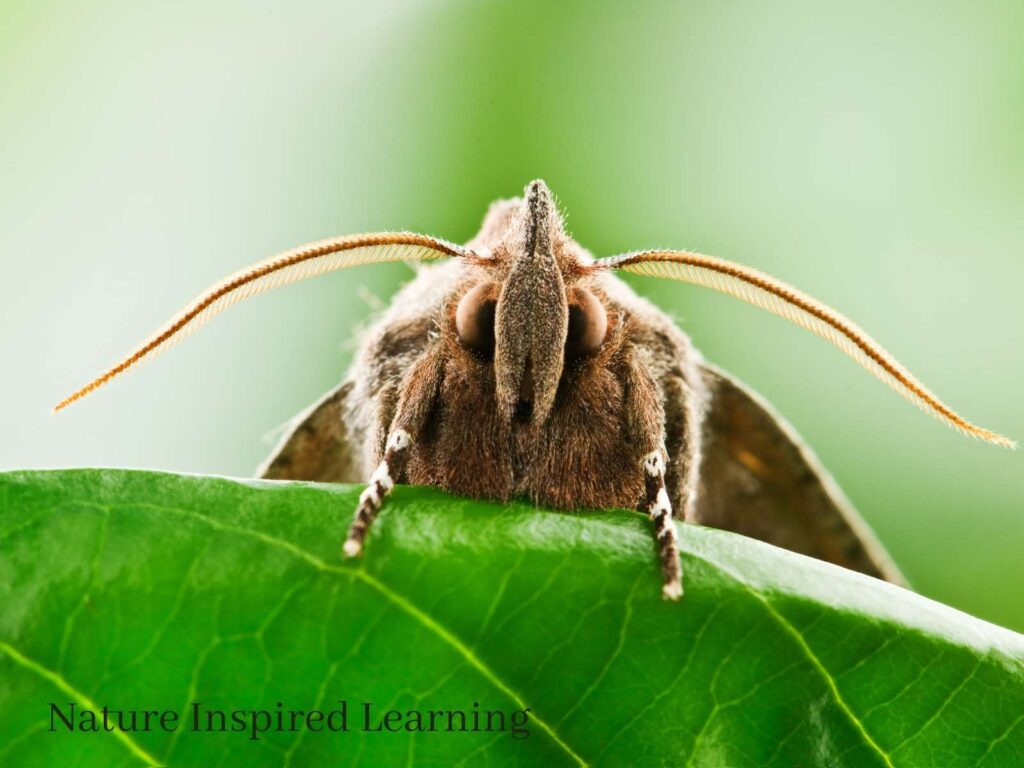 close up of a moth peaking over the edge of a green leaf brown with large antennae