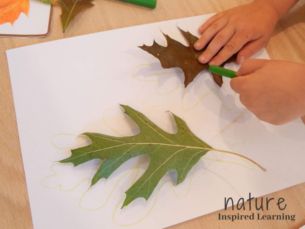 toddler hand holding a leaf while the other hand holding a green crayon traces the outline of the leaf on a piece of paper a second green oak leaf traced on the paper more leaf tracing supplies in upper corner