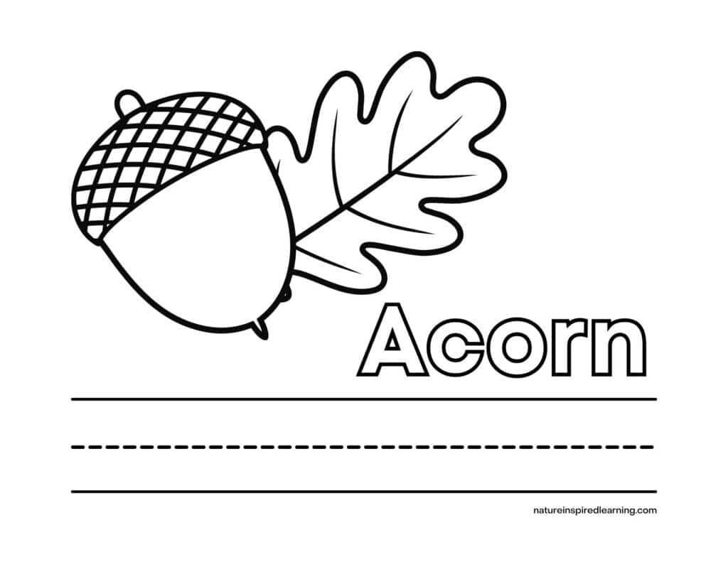 capital A with word acorn next to an acorn with oak leaf graphic with lines to write the word acorn