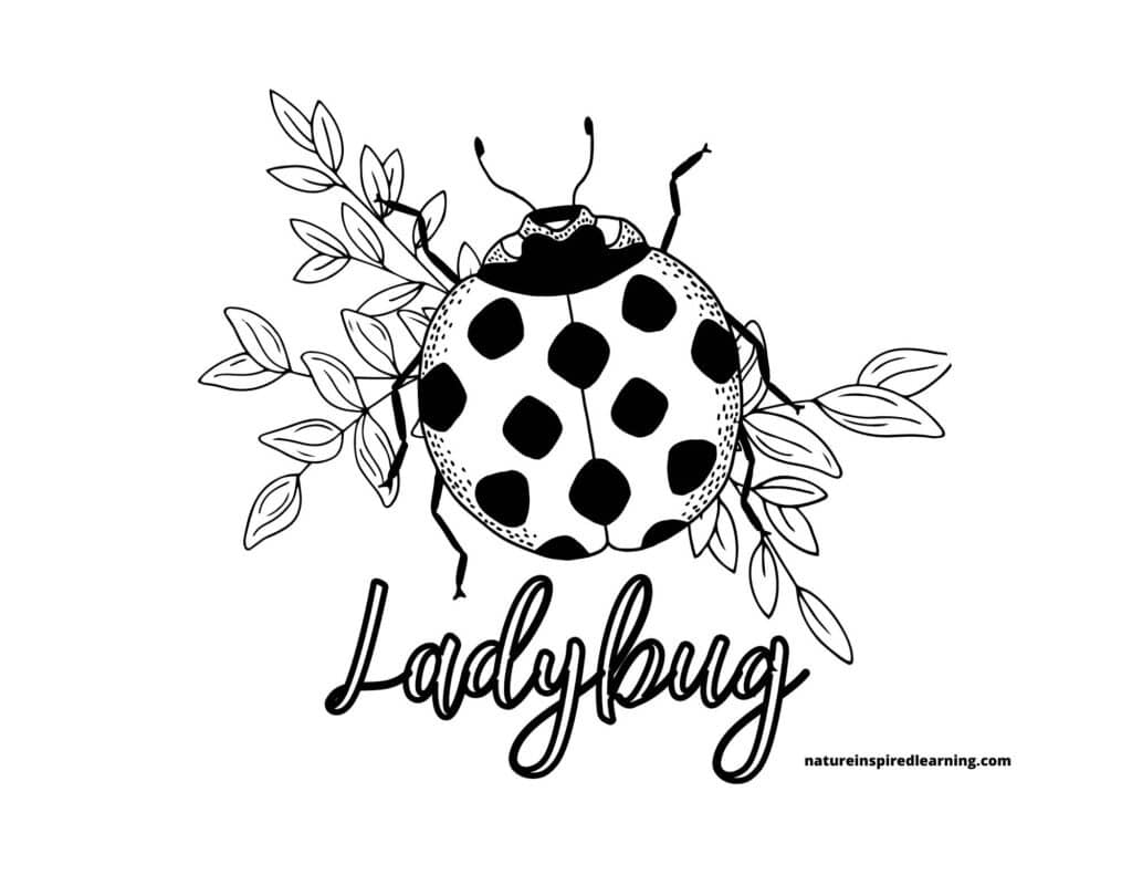 lady bug coloring picture with one large ladybug with black spots and antennae on top of a collection of small leaves with the word ladybug written in cursive below