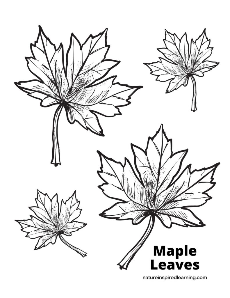 maple leaf coloring page