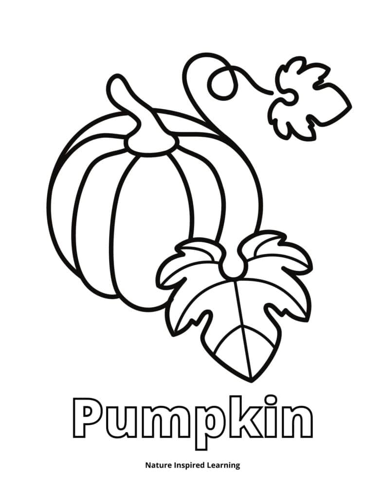 giant pumpkin coloring page with outline of a simple pumpkin and a vine with two leaves text Pumpkin written in outline form below image