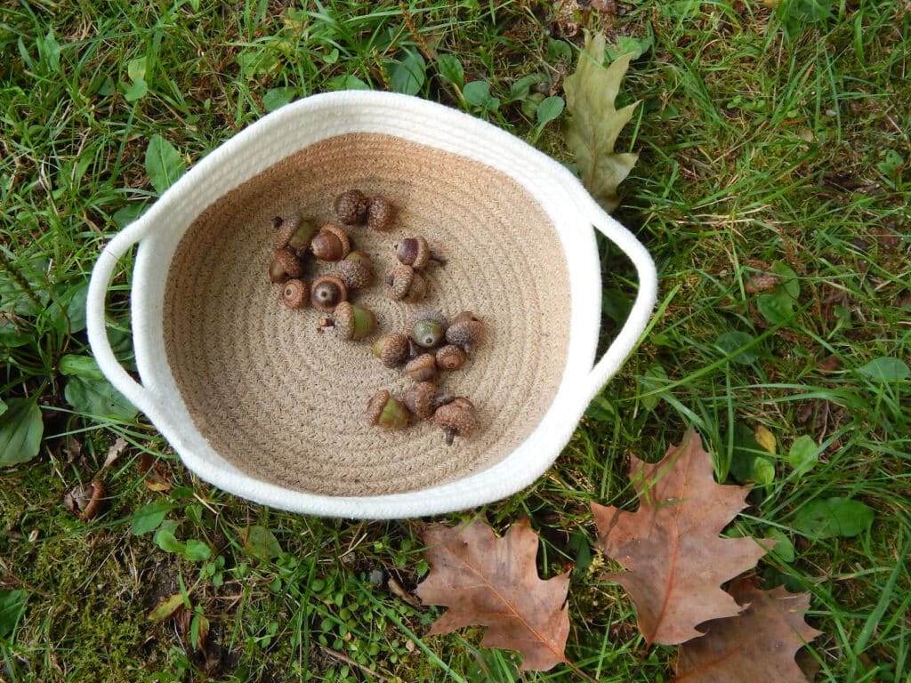a collection of green, dark brown, and light brown acorns in a woven basket with a white stripe outside in the grass with oak leaves on the ground