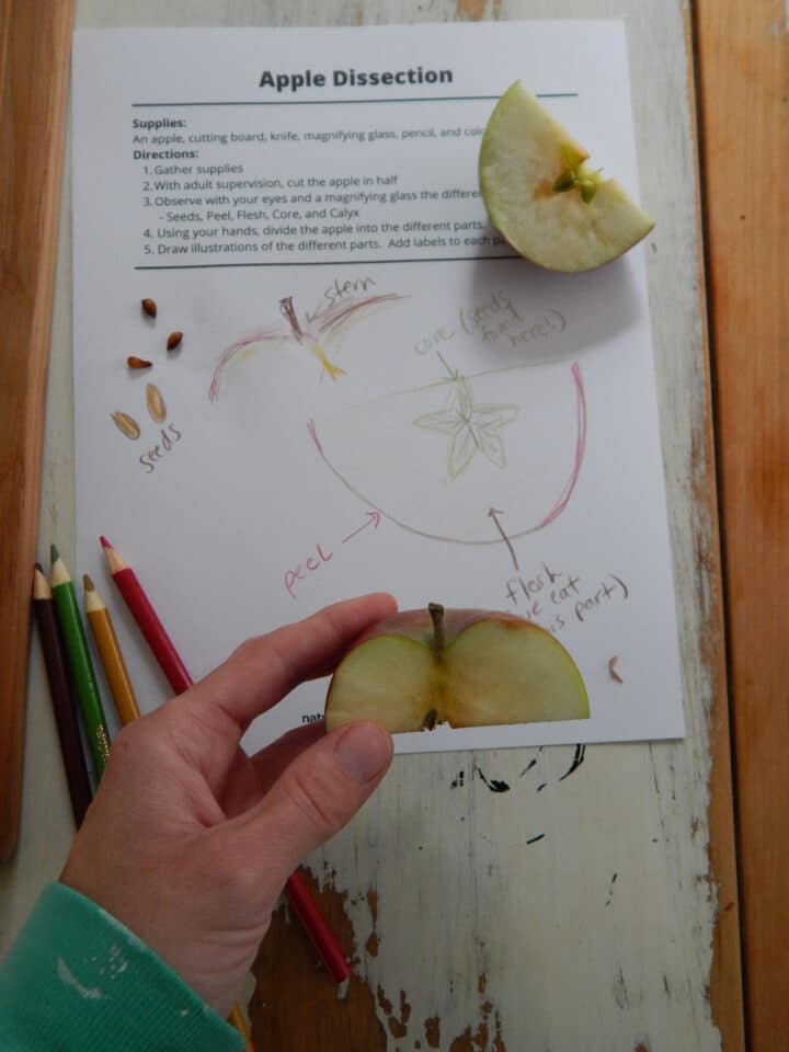 Parts of an Apple with Free Printables