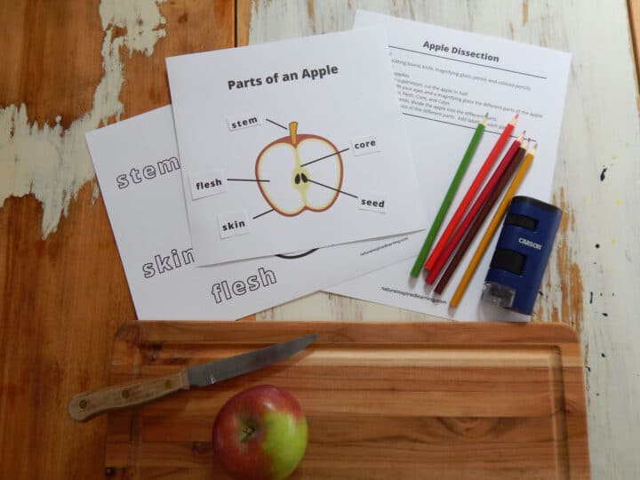 Parts of an Apple with Free Printables