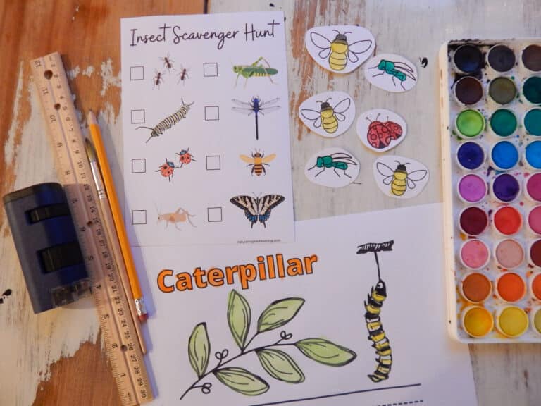 Free Insect Printables and Activities for Kids - Nature Inspired