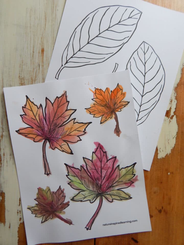 two leaf coloring pages overlapping on a wooden table brightly colored maple leaves and blank beech leaves