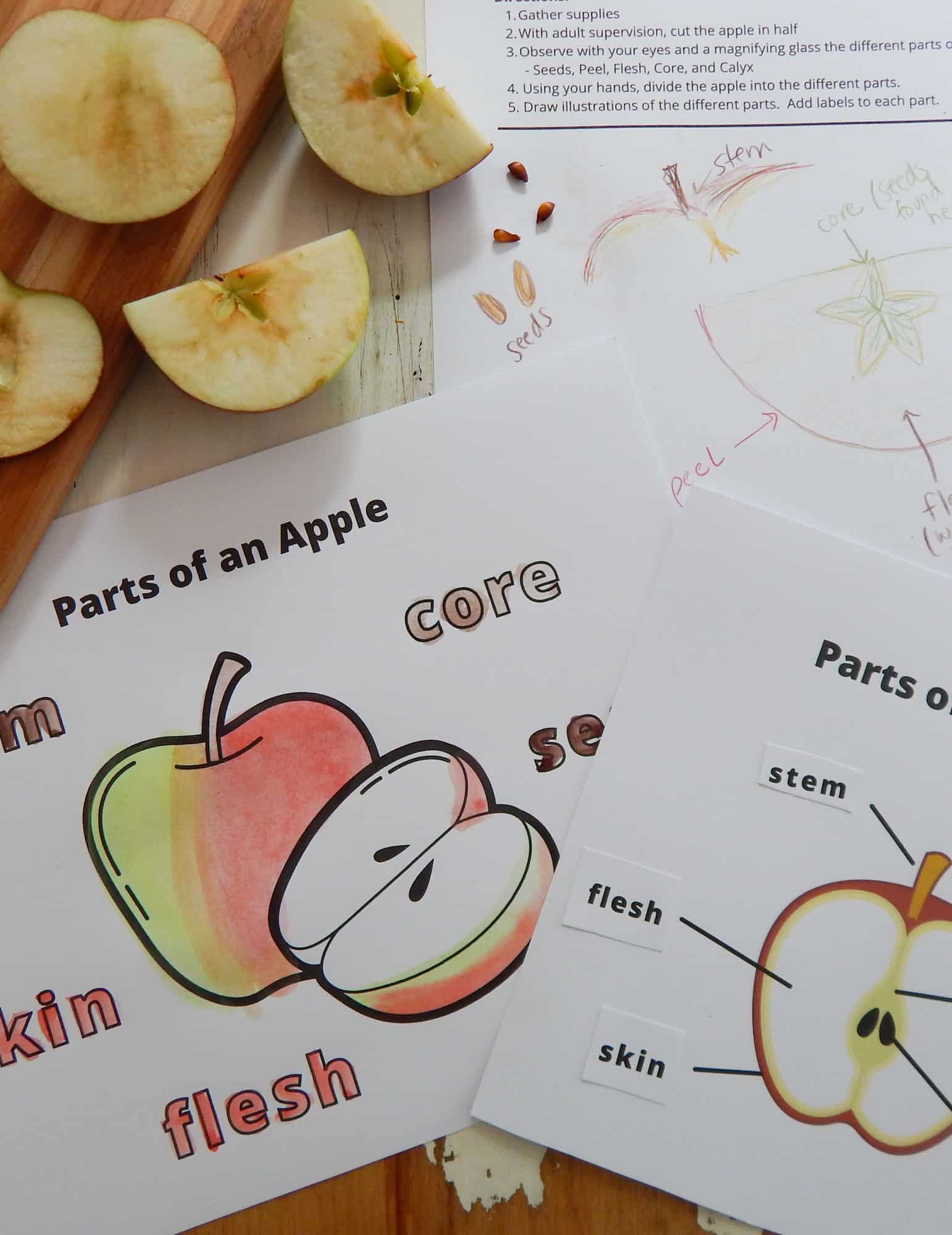 parts of an apple worksheets, diagrams, and cut and past worksheet on a wooden table with cut up pieces of an apple on wooden cutting board and table