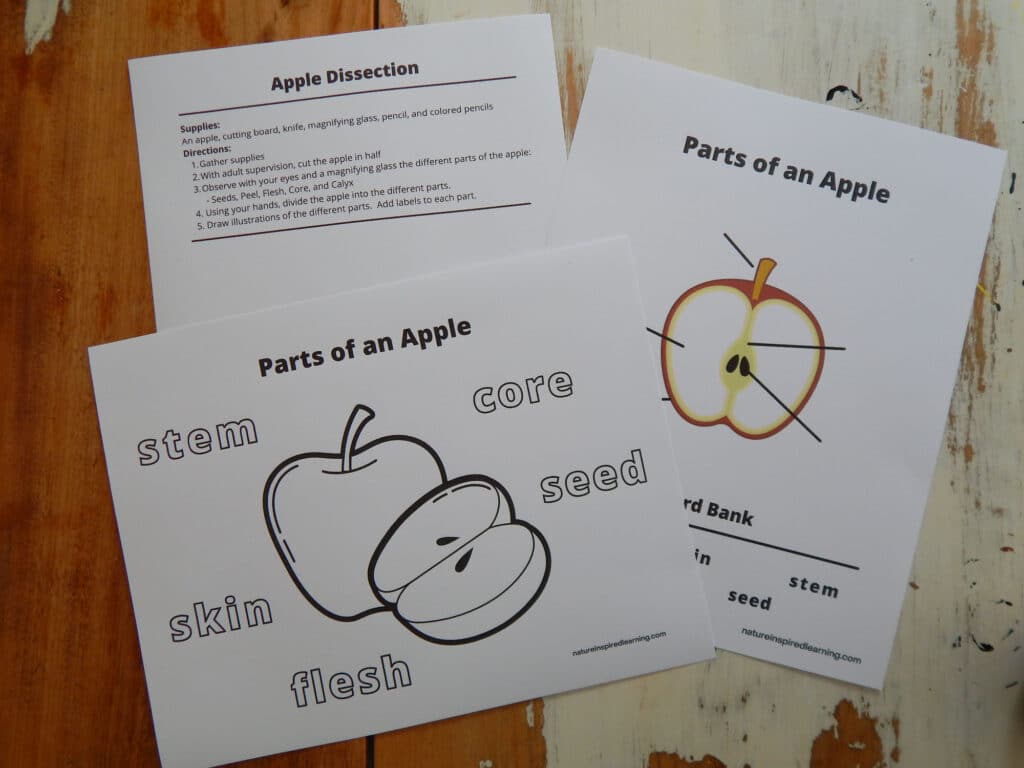 three printable apple diagrams overlapping on a wooden table parts of an apple coloring page, parts of an apple cut and paste worksheet, and apple dissection printable