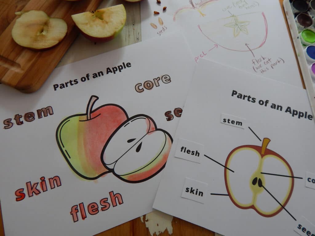 pars of an apple cut and paste worksheet, coloring page, and drawing on a table with two pieces of cut up apple on cutting board with apple seeds and watercolor paint set