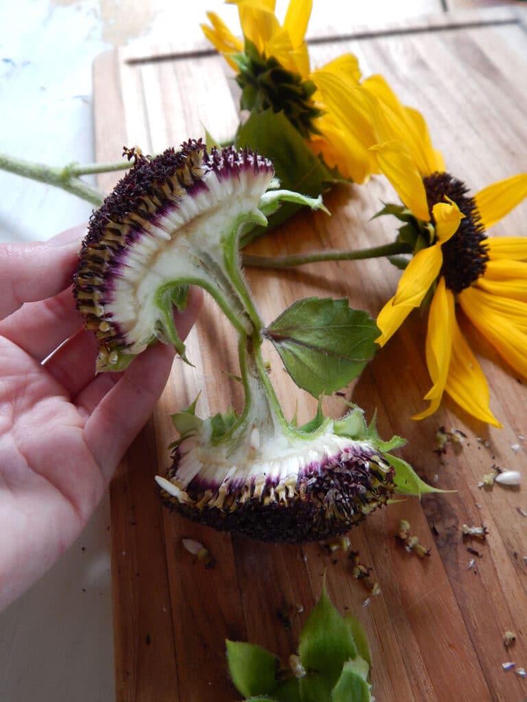 hand holding a sunflower split in half to see the inside of the flower head and stem two yellow sunflowers on wooden cutting board with seeds and flower parts
