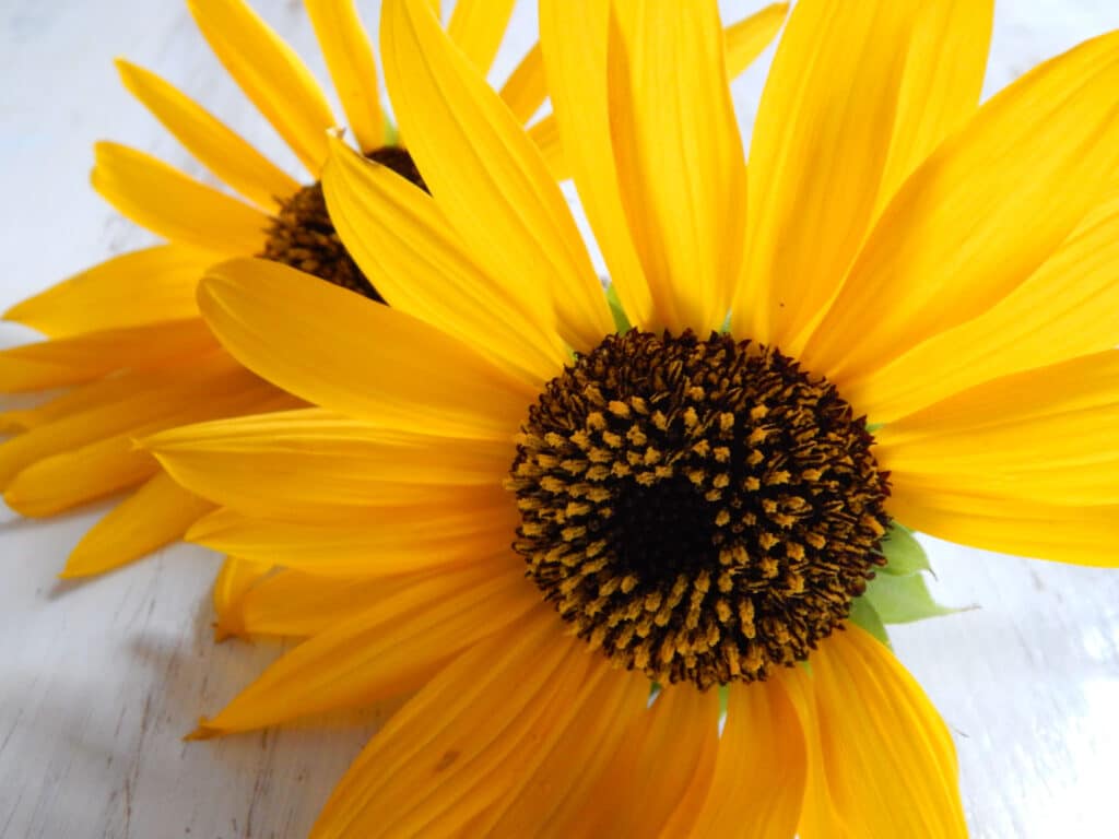two bright yellow sunflowers on a table with pollen covering the stamen