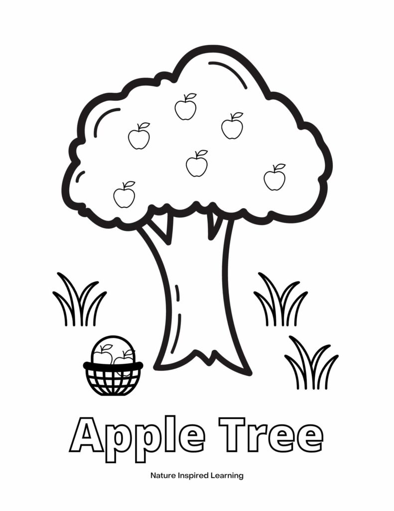 black and white image of an apple tree with apples with a basket of apples below the tree with three spots of grass word Apple Tree written below image in outline form coloring page