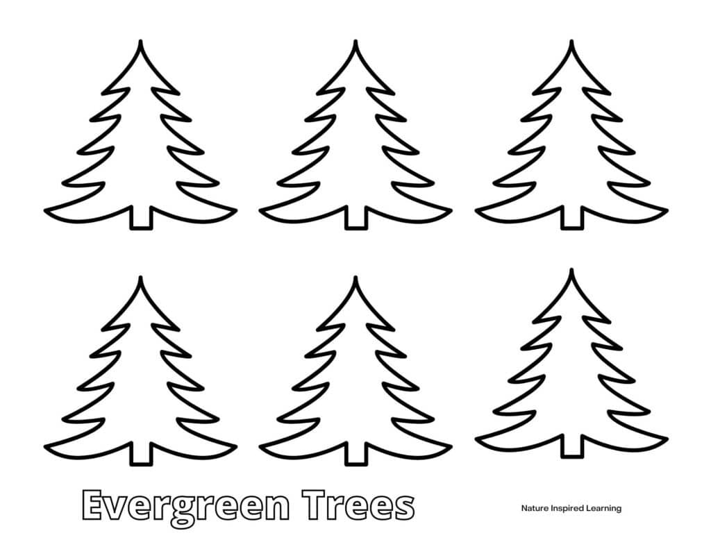 evergreen trees coloring page with the outline of six pine trees arranged in two rows with the text Evergreen Trees written below in outline form