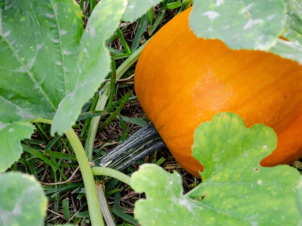orange pumpkin hiding under large green leaves stem still attached to the green vine growing in the grass