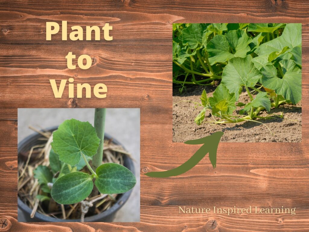 diagram showing baby pumpkin plant with green arrow pointing up to pumpkin vine text plant to vine on wooden background