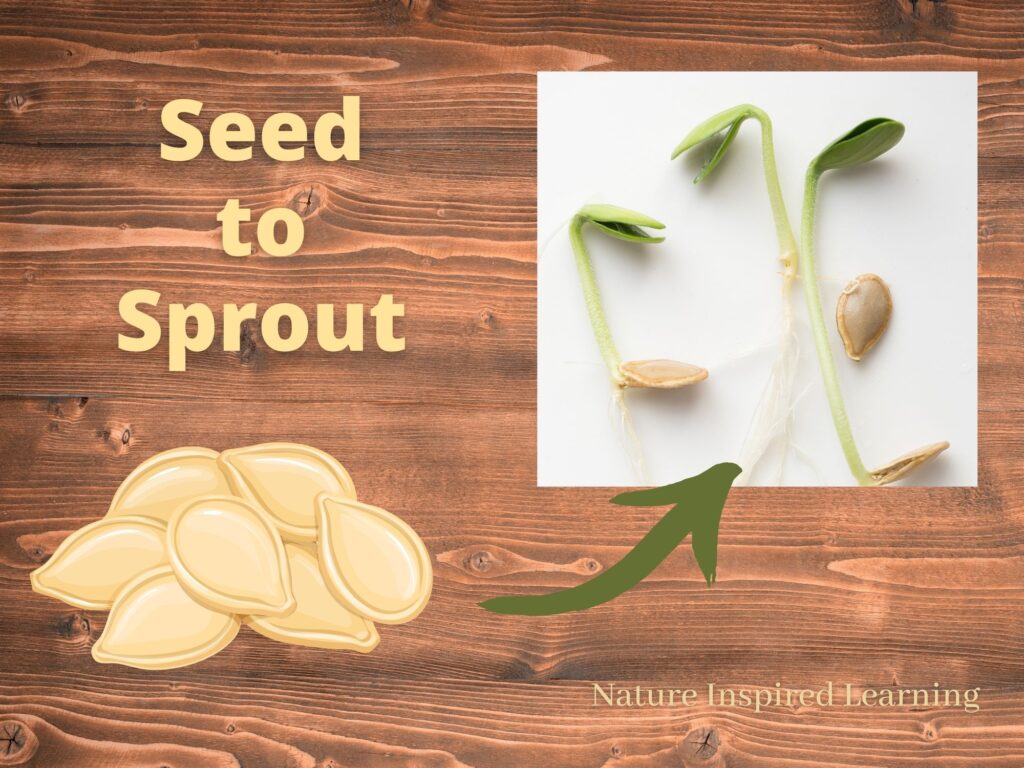 diagram with pile of pumpkin seeds green arrow pointing up to pumpkin seeds sprouting from seeds text seed to sprout all on wooden background