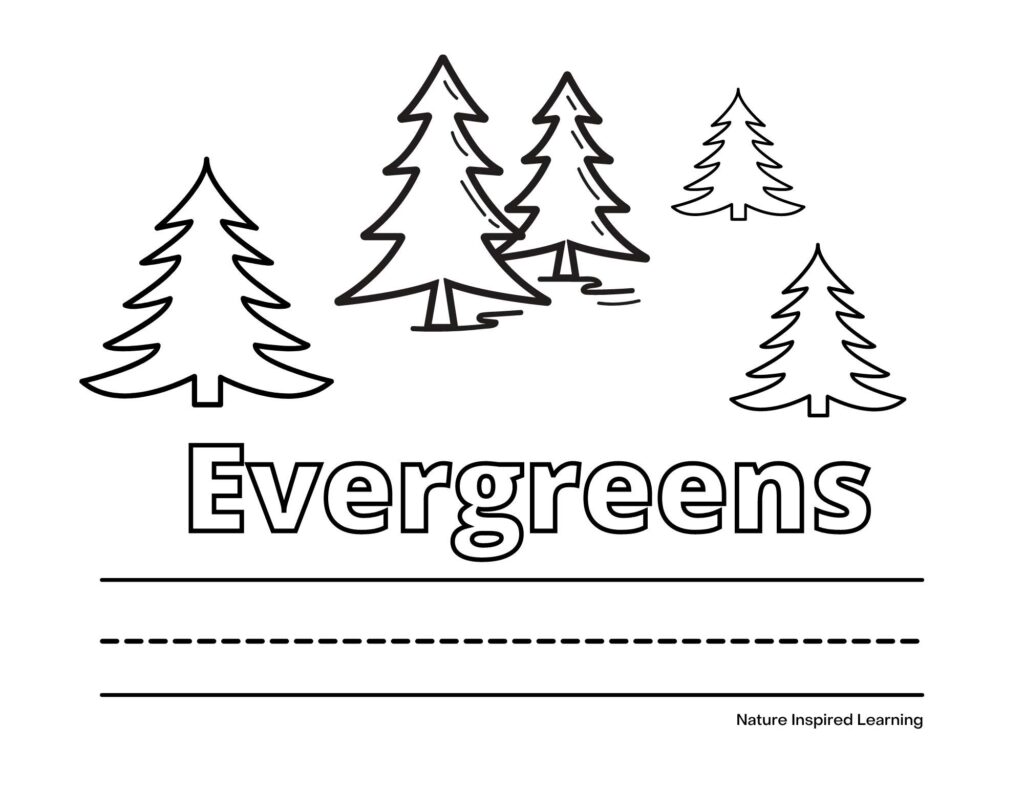 pine tree coloring page with five black and white pine tree pictures with the word evergreens written in outline form and lines below to write the word evergreens