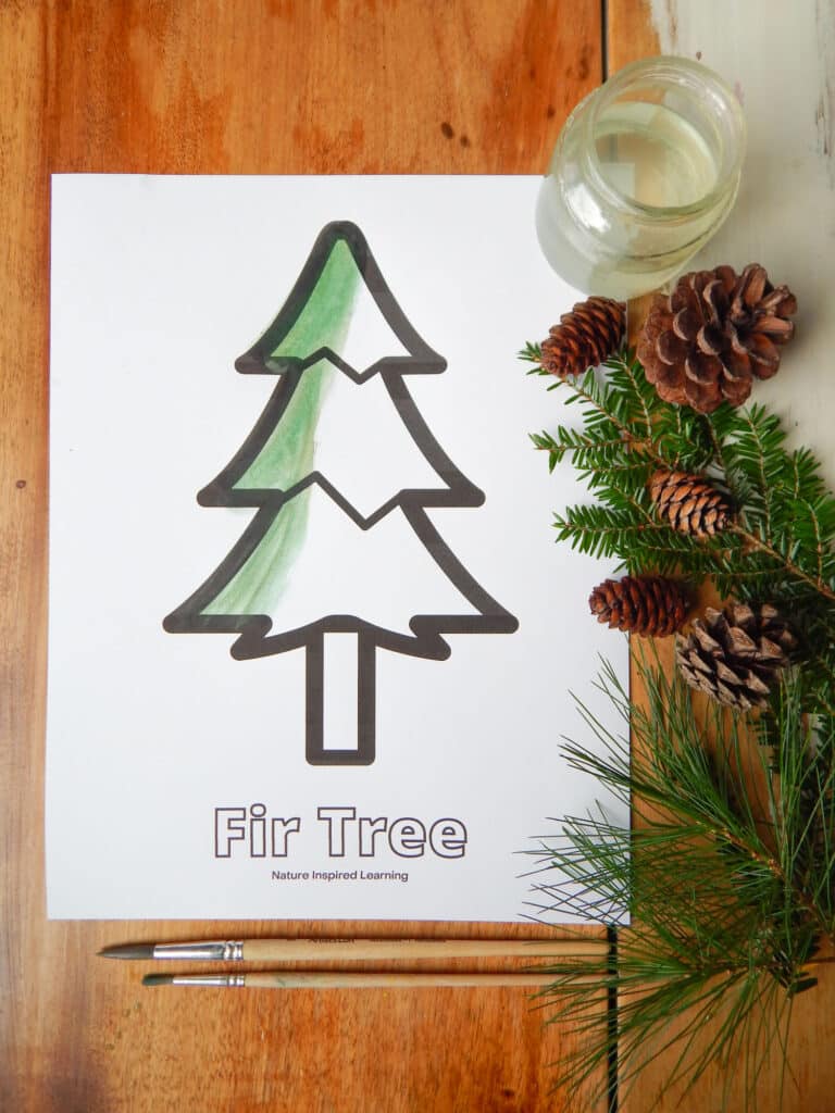 tall Christmas tree outline on a coloring page with text Fir Tree written below image in outline form tree partially painted in green jar of water on top right corner with five different sized pinecones and evergreen branches two wooden paint brushes below all on wooden table
