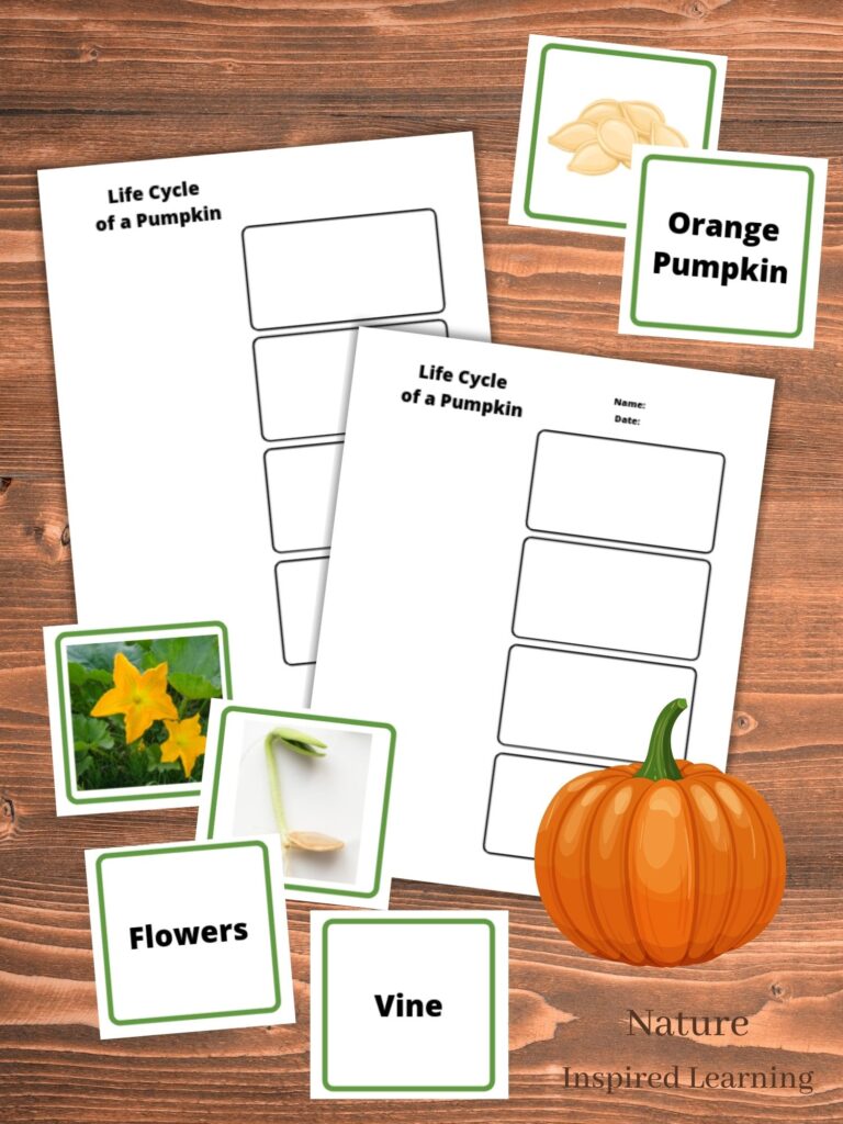 blank pumpkin life cycle graphic organizers two pages with pumpkin life stages cards real life images of seeds, sprout, and yellow flowers with word cards on wooden background.  Orange pumpkin clipart in bottom right corner