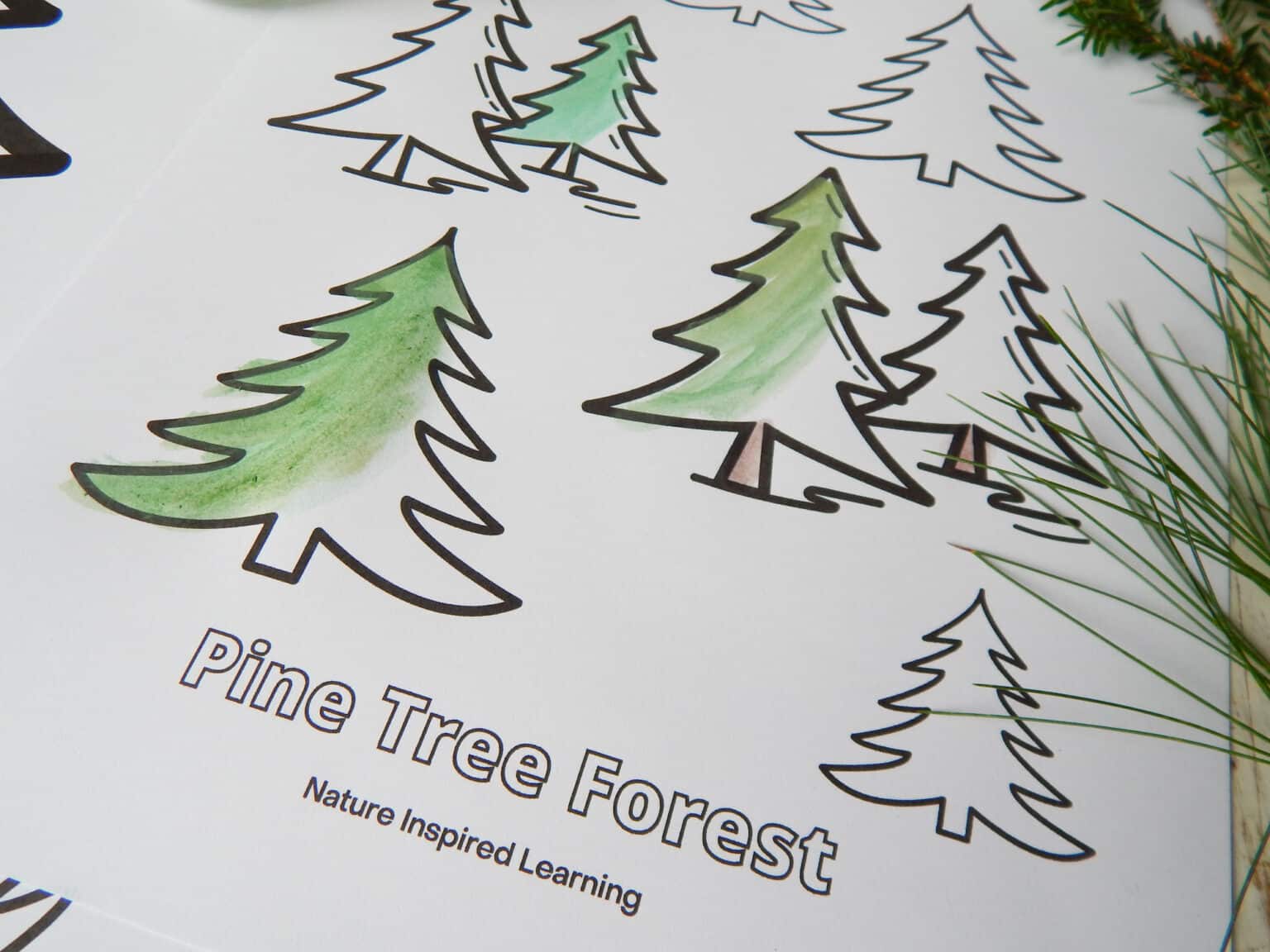 Pine Tree Coloring Pages for Kids - Nature Inspired Learning
