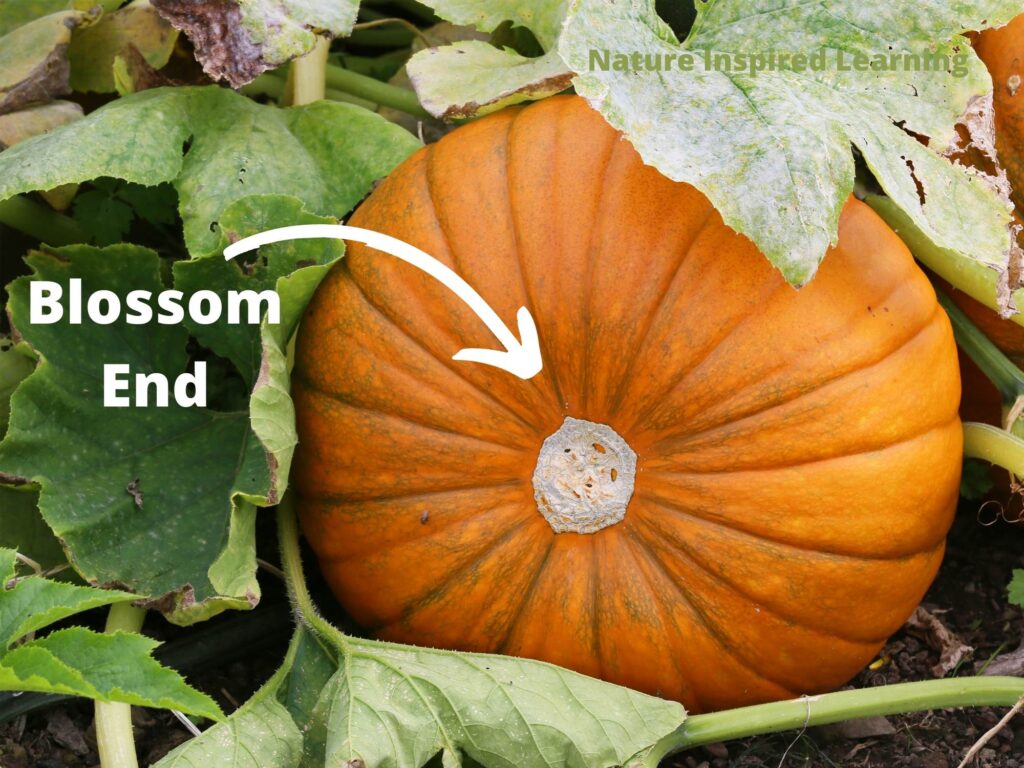 Large round orange pumpkin on its side showing the blossom end on the bottom of the pumpkin vines and leaves around pumpkin text Blossom End in white with white arrow pointing towards the blossom end