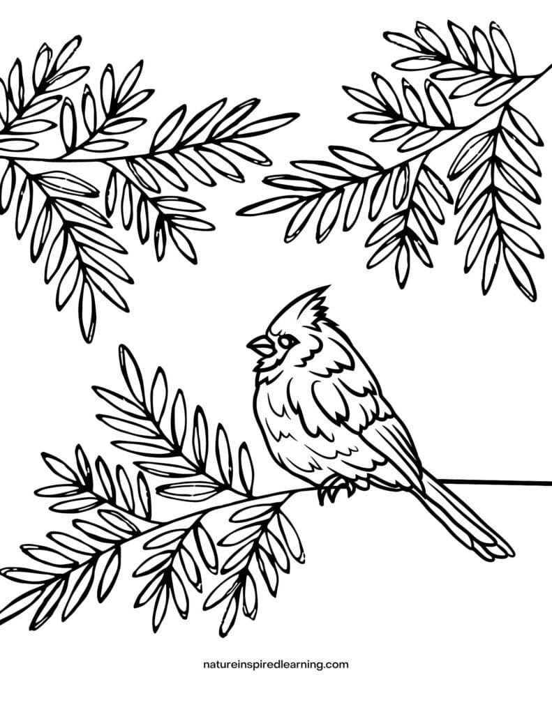 cardinal perched on branch with leaves and branches overhead clipart