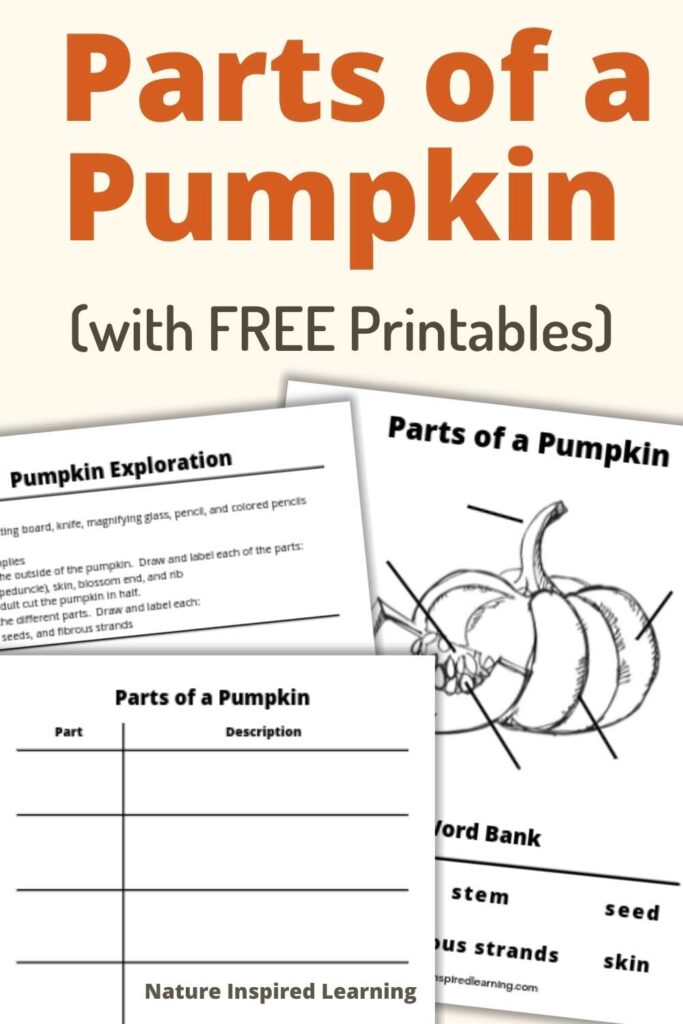 Parts of a Pumpkin written in large text in orange (with FREE Printables) written in brown below. Three overlapping parts of a pumpkin worksheets