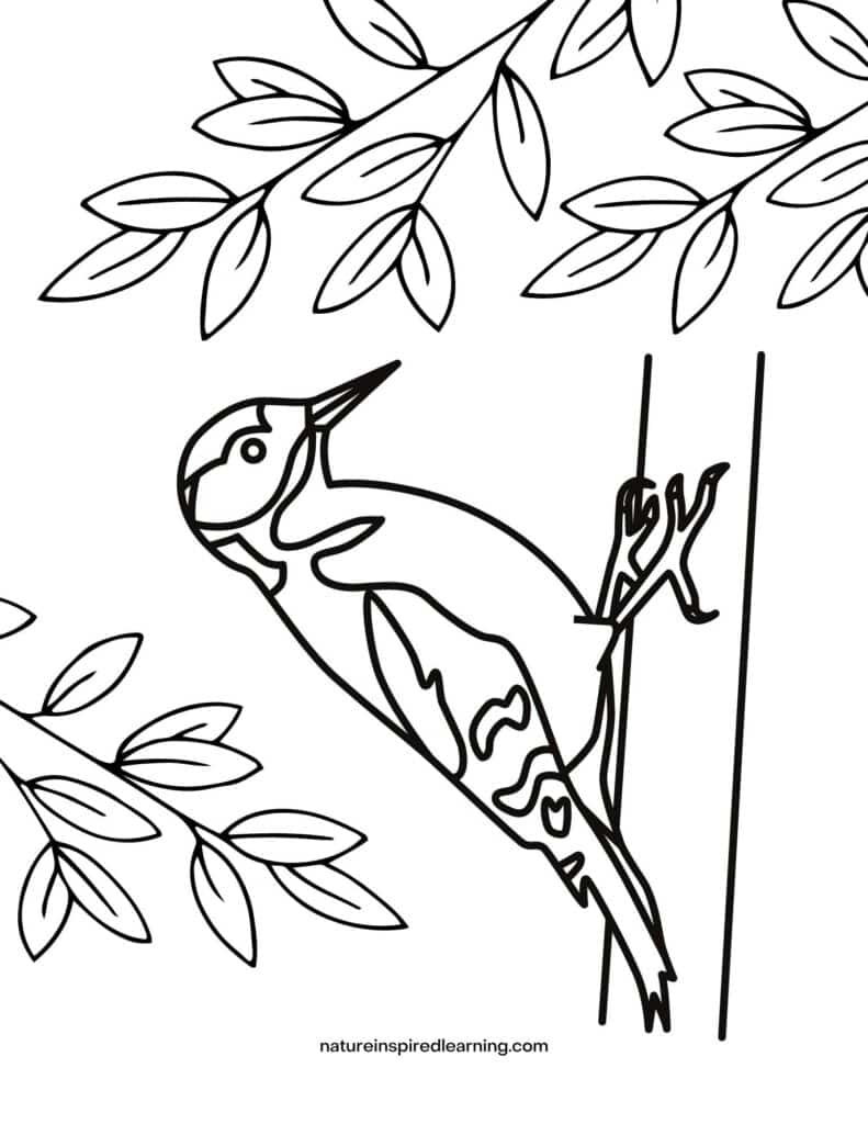 woodpecker on tree trunk with branches with leaves clipart