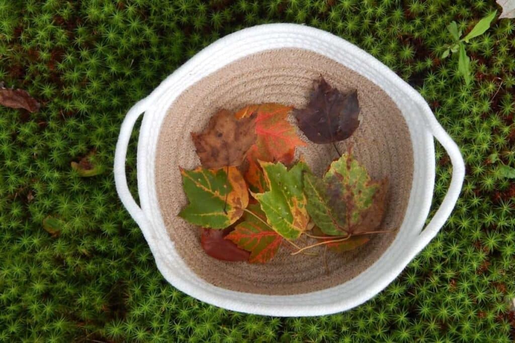 woven basket with white rim and handles with a collection of different colored fall leaves. On the ground which is covered in green moss