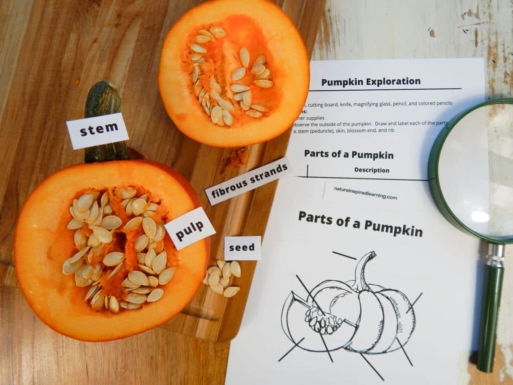 pumpkin cut open on a wooden cutting board paper labels on the stem and pulp. Paper label on fibrous strands and seed on the cutting board next to the parts. Pumpkin exploration worksheet and two parts of a pumpkin worksheets on the wooden table one with a pumpkin diagram. Green magnifying lens to the side