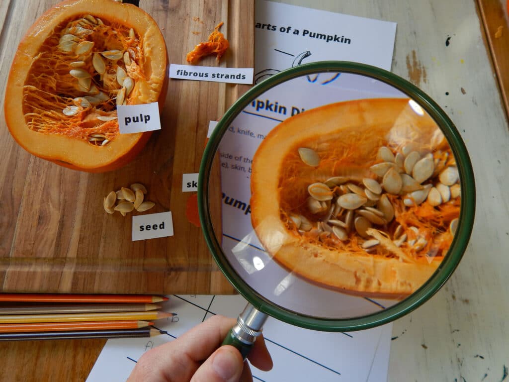 hand holding a green magnifying lens over a cut open pumpkin.  Parts of a pumpkin worksheets on table.  Half of a pumpkin on a wooden cutting board to the side with labels on the different parts.