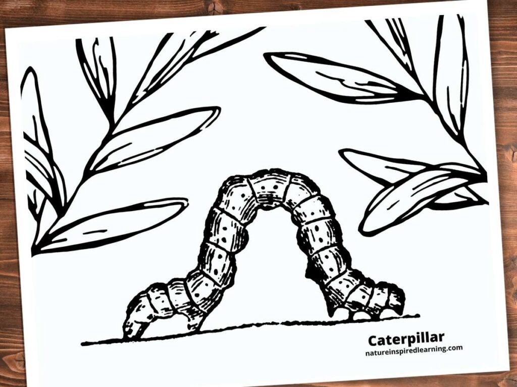 caterpillar clip art coloring page with one crawling caterpillar and two branches with leaves on wooden background