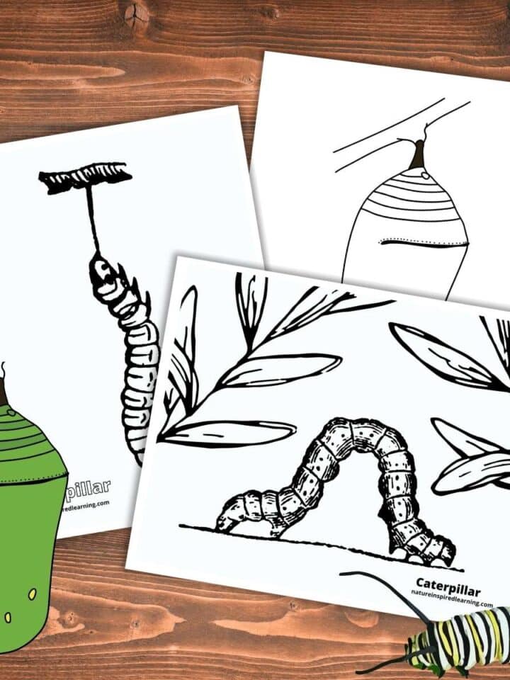 collection of caterpillar coloring sheets on a wooden background. Black and white designs on each printable. Green chrysalis and Monarch butterfly caterpillar clipart bottom left and right side