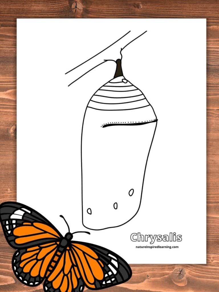 Chyrsalis coloring page with one large black and white pupa in the center. Printable on a wooden background with a monarch butterfly clipart in bottom left corner
