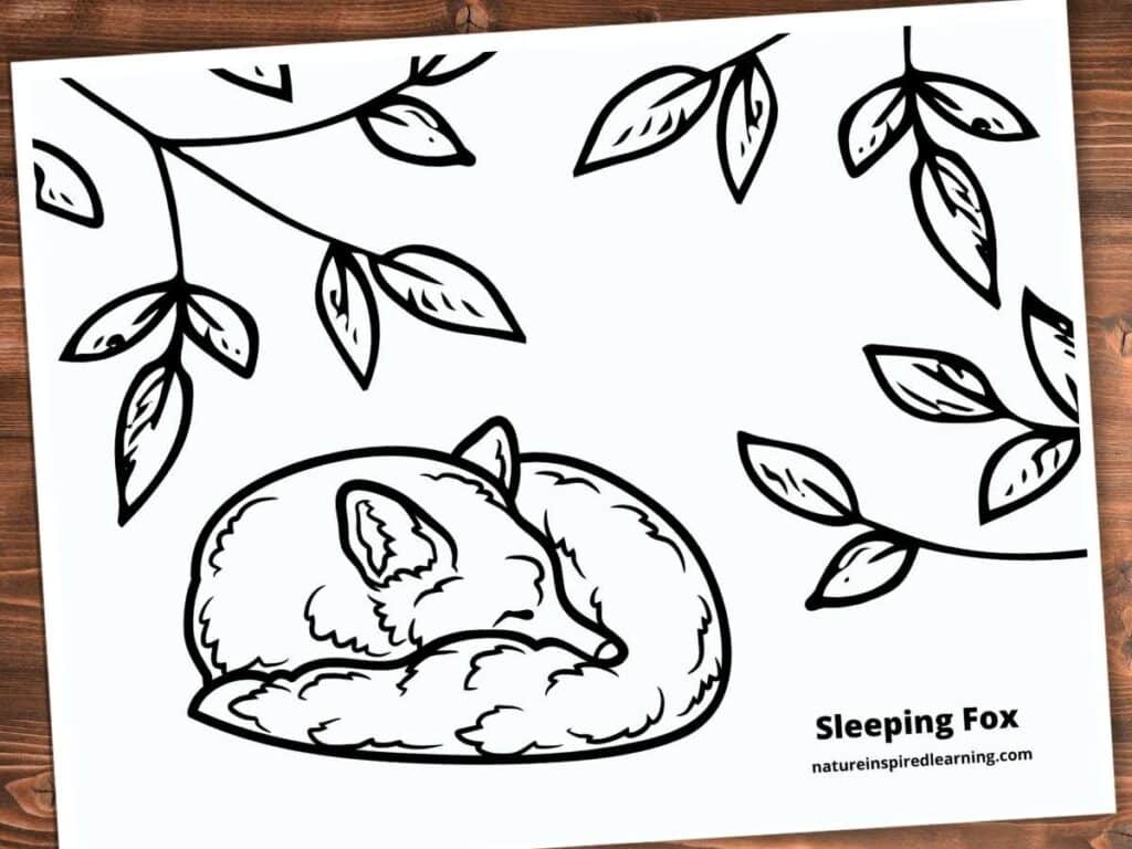 coloring page with a black and white image of a sleeping fox curled up with its tail around its face under branches with leaves. Realistic fox design. Printable on a wooden background