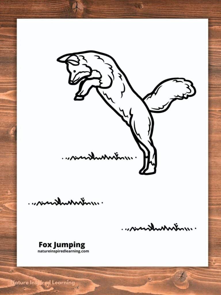 black and white image of a fox jumping with its hind legs still on the ground below. Coloring page on a wooden background