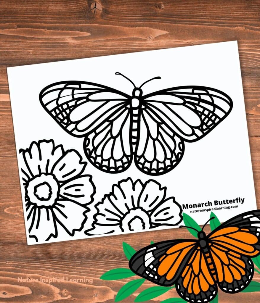 butterfly coloring page with one large monarch butterfly outline and two large flowers black and white. Printable on a wooden background with a colorful monarch and green leaves in the bottom right corner. Monarch Butterfly written in small letters on bottom of coloring sheet