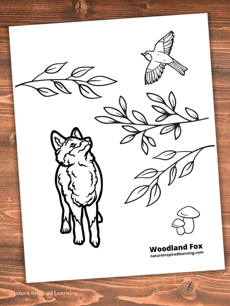 young fox looking up a a bird flying in the sky with branches and leaves. Two small woodland mushrooms on the ground with text Woodland Fox written in the bottom corner of the coloring page. Printable on a wooden background