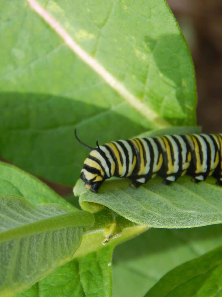 Monarch caterpillar on a green milkweed leaf attached to the plant