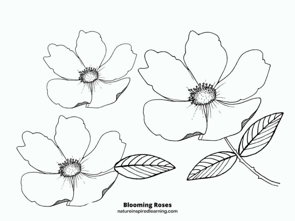 three open flowers with centers. One with a stem with thorns and two leaves. Another rose flower with one leaf. Blooming Roses written on bottom of sheet